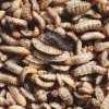 How-to-Raise-Black-Soldier-Fly-Larvae-for-Chicken-Treats-FB.jpg