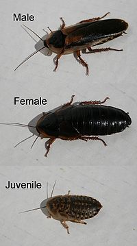 200px-Blaptica-Dubia-cockroaches-x3-male-female-juvenile-v2.jpg