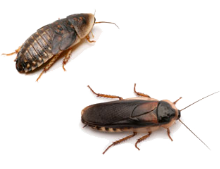cockroach-dubia1.png