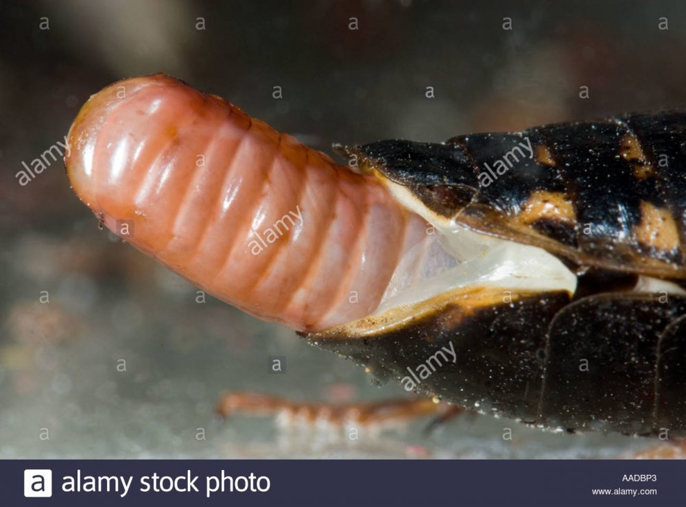 ovipositor-genital-organ-reproductions-female-cockroach-roach-blaberus-AADBP3.jpg